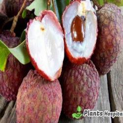 Lychee