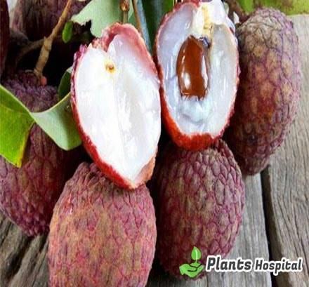 Lychee