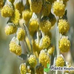 Wormwood