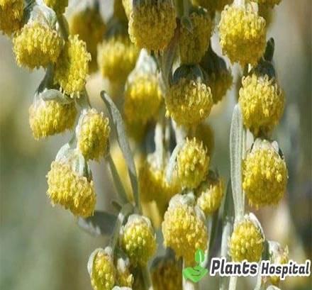 Wormwood