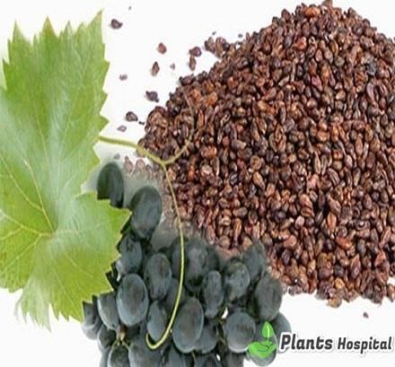 grape-seed