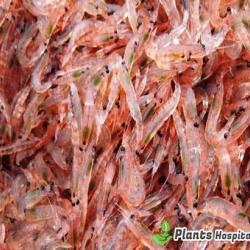krill-oil