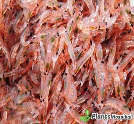 krill-oil