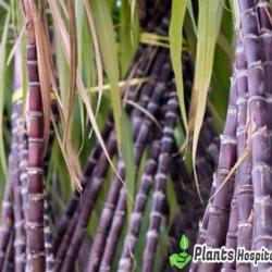 sugarcane