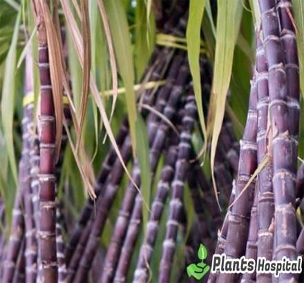 sugarcane