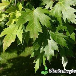 sycamore-leaf