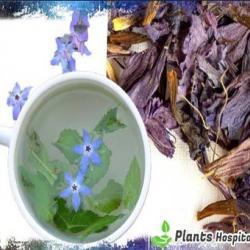 Borage-tea