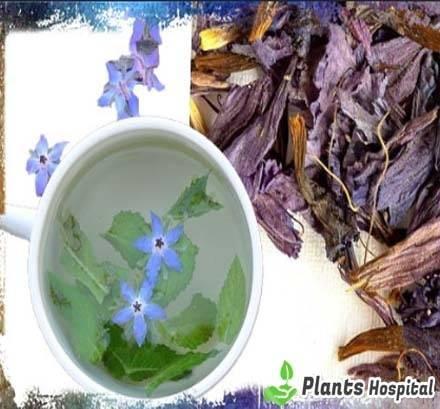 Borage-tea
