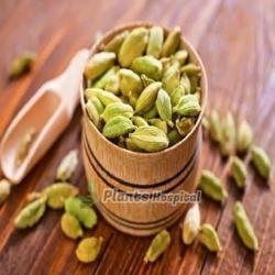Cardamom-tea