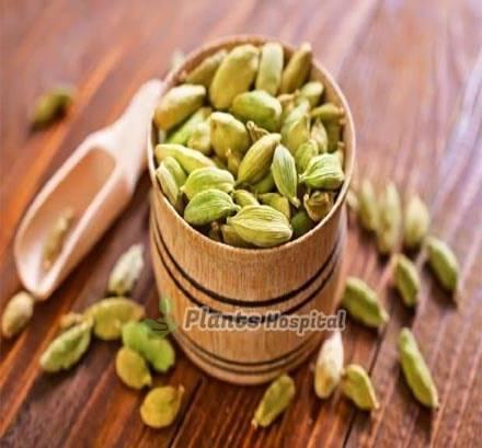 Cardamom-tea