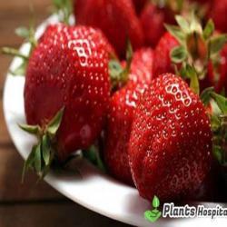 Eating-Strawberries-During-Pregnancy