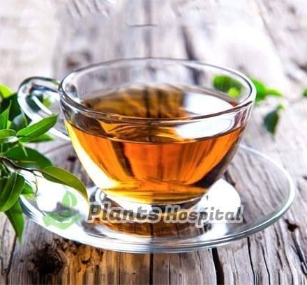 basil-tea