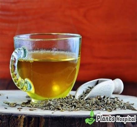 cumin-tea