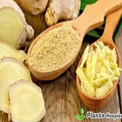 ginger