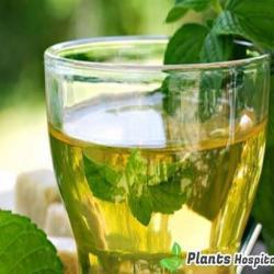 mint-tea
