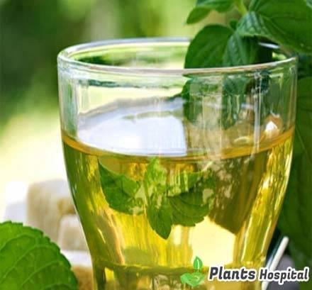 mint-tea