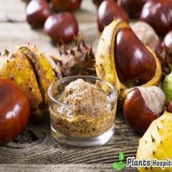 water-chestnut