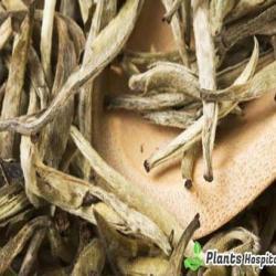 white-tea