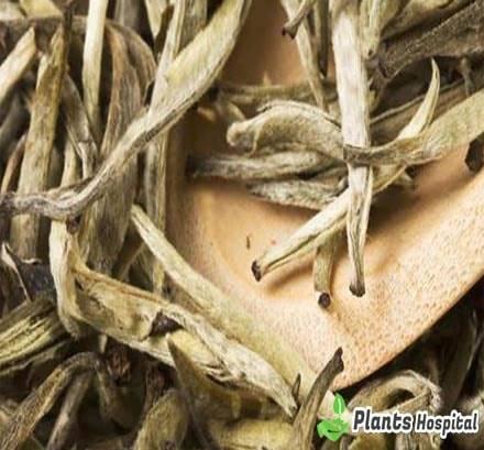 white-tea