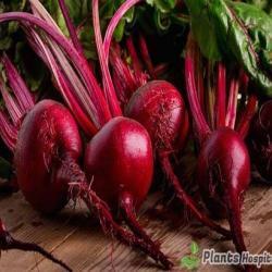 beets