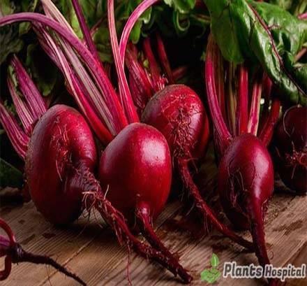 beets
