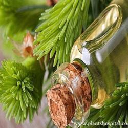 fir-needle-essential-oil