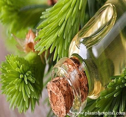 fir-needle-essential-oil