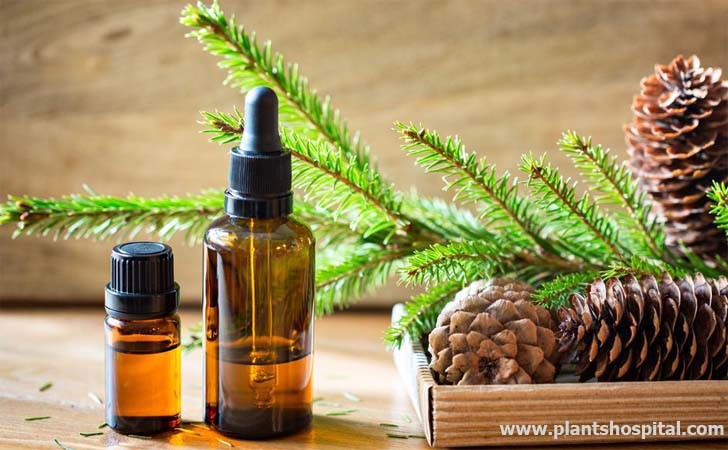 fir-needle-essential-oil-benefits
