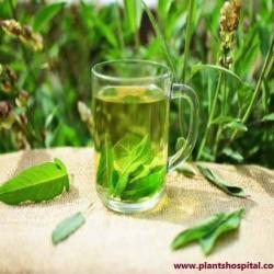 sage-tea