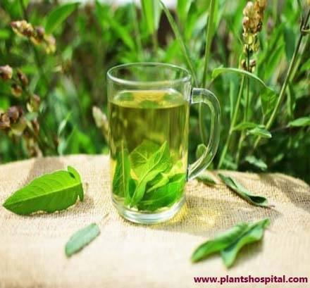 sage-tea
