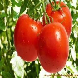 tomato