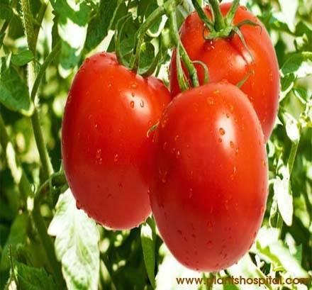 tomato