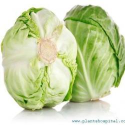 iceberg-lettuce