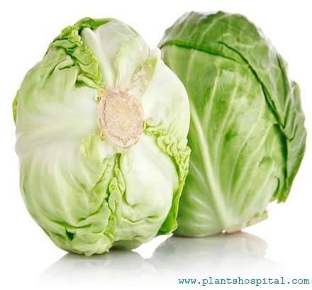 iceberg-lettuce