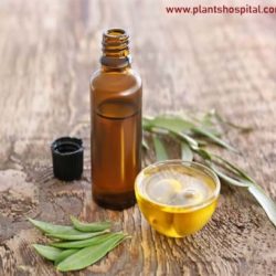 olive-leaf-extract