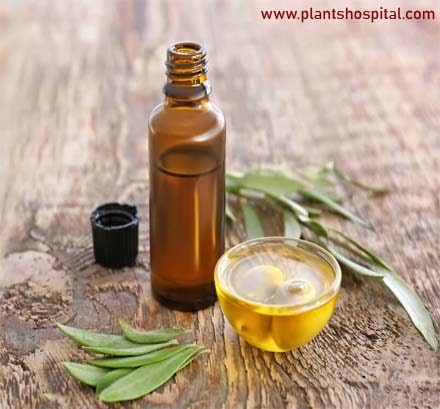 olive-leaf-extract