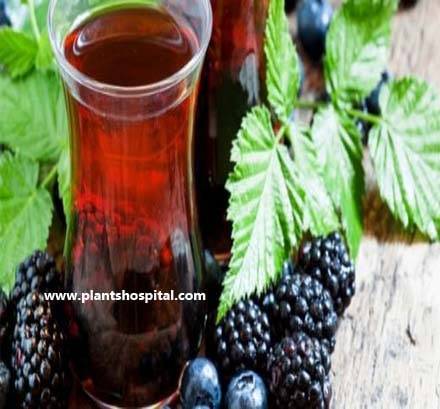 Blackberry-tea