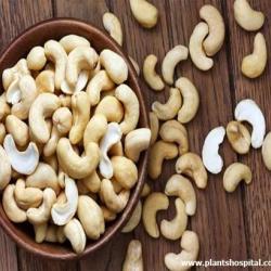 Cashew