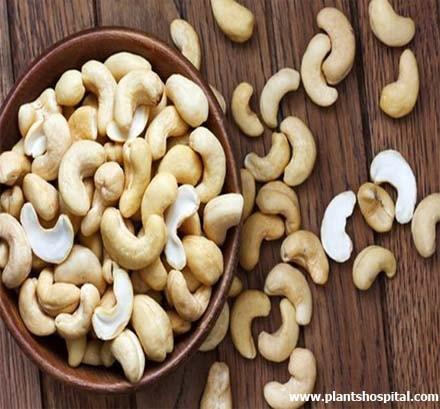Cashew