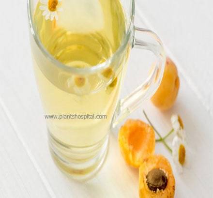 apricot-tea