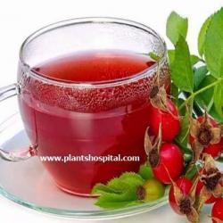 hawthorn-tea