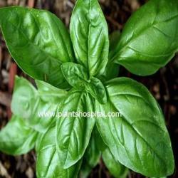 holy-basil