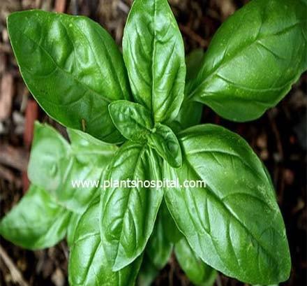 holy-basil
