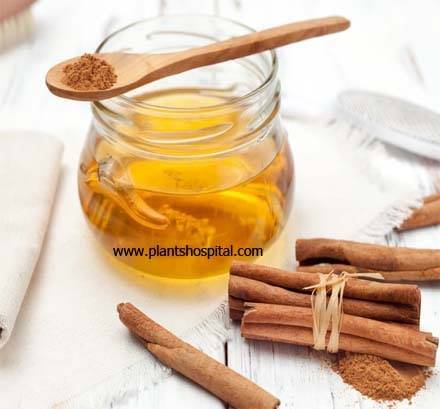 honey-and-cinnamon