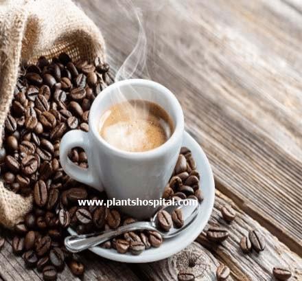 nescafe-coffee