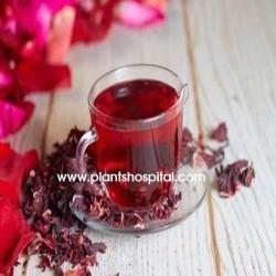 pomegranate-tea