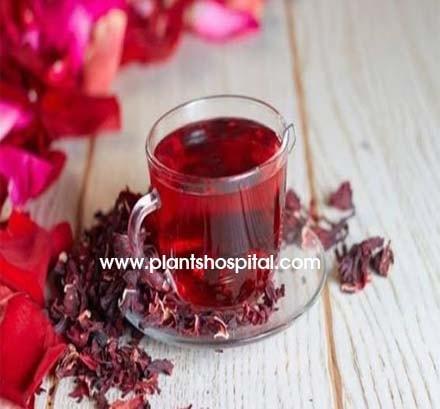 pomegranate-tea