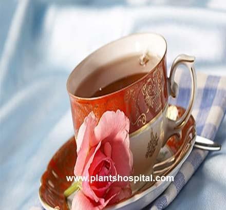 rose-tea