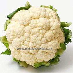 Cauliflower