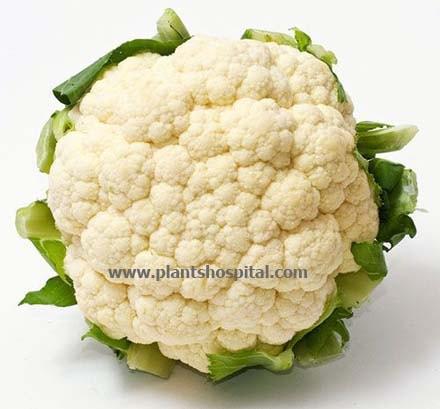Cauliflower